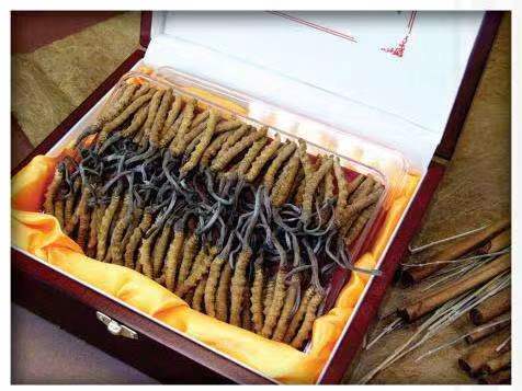 大足冬虫夏草回收